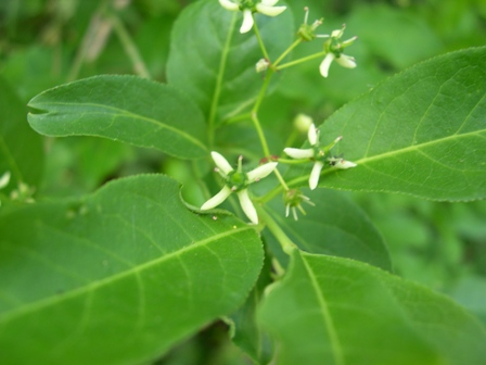 Euonymus euopaeus